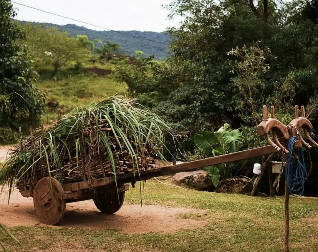 Carro de boi carregado de cana em uma estrada de terra